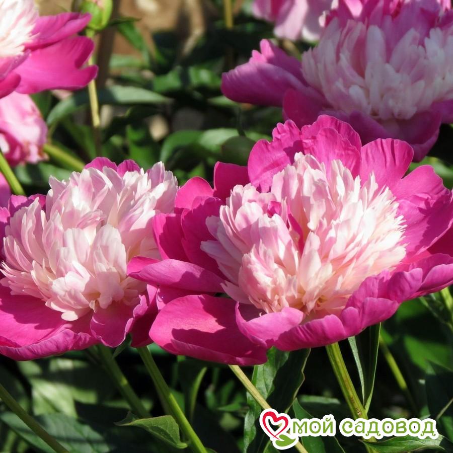 Пион травянистый Гей Пари