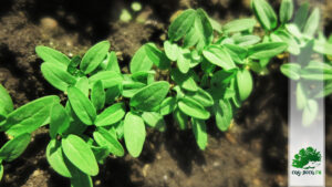 посадить сирень