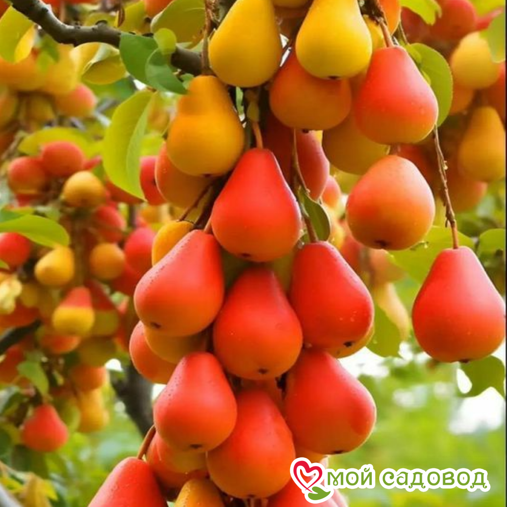 Груша Алтайская Красавица