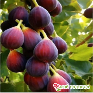 Инжир Медовый